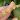 Pleurothallis dentipetala
