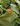 Pleurothallis endotrachys – photo Frédéric