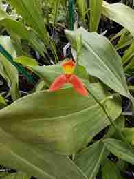 Pleurothallis endotrachys, fleur