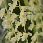 Pleurothallis gelida, inflorescence