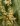 Pleurothallis obovata