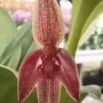 Pleurothallis sandemanii, fleur