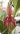 Pleurothallis sandemanii – photo Frédéric