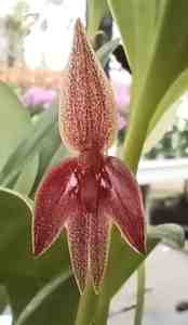 Pleurothallis sandemanii, fleur