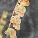 Stelis argentata