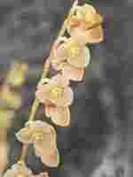 Stelis argentata