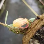 Zootrophion hirtzii